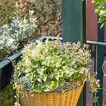 Vieux / Marche Aux Fleurs Apartman *