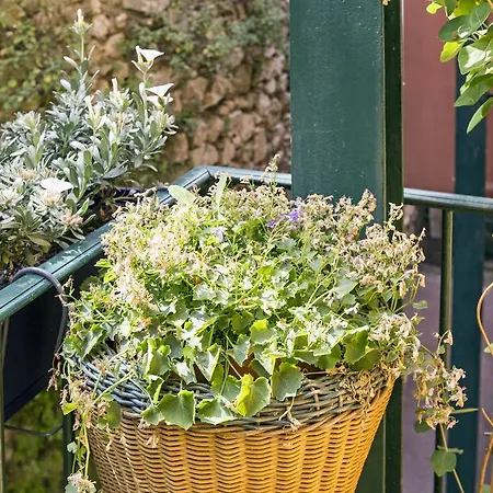 Vieux / Marche Aux Fleurs Apartmán *